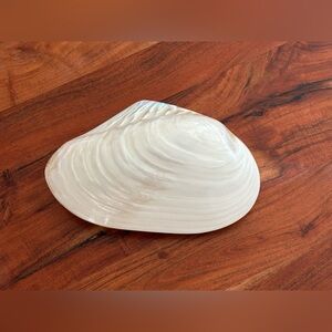 One X- Large Polished Cebu Clam (Pair/Whole Shell) 9” - 10”Coastal Decorating